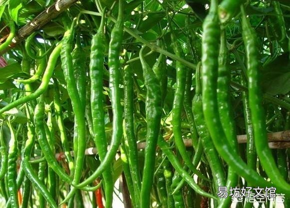 辣椒种植用什么肥好?