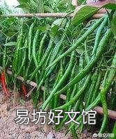 辣椒种植用什么肥好?