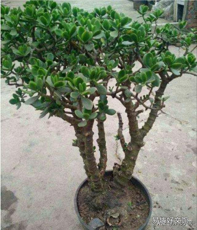玉树花如何栽培?