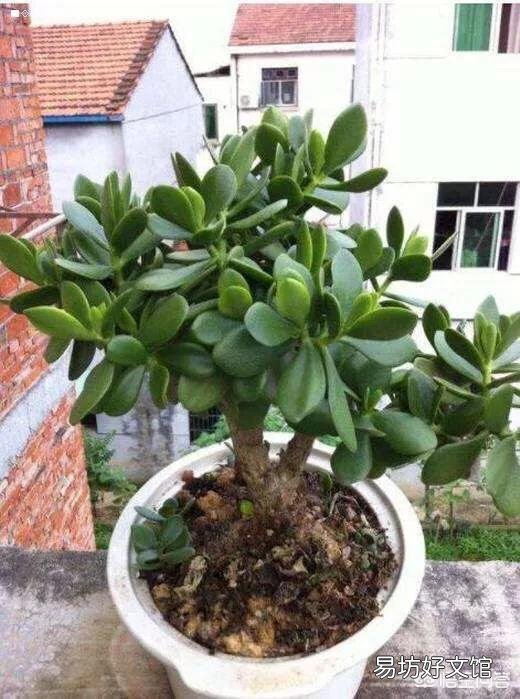 玉树花如何栽培?