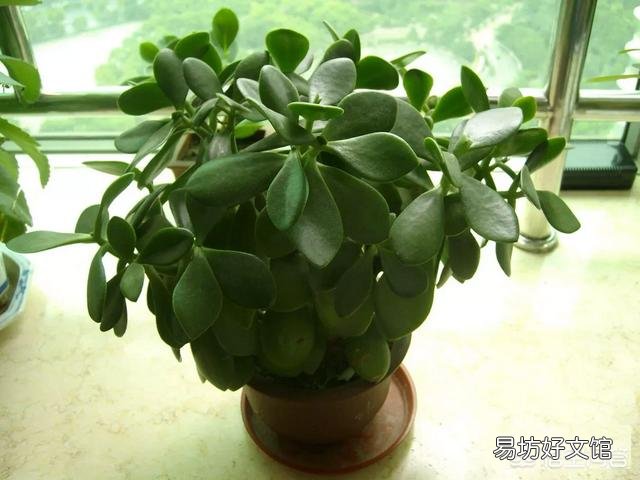 玉树花如何栽培?