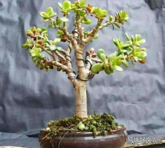 玉树花如何栽培?