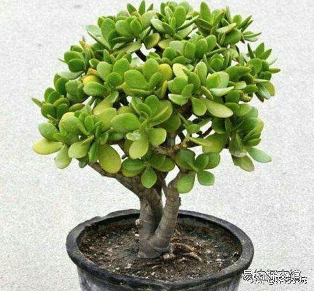 玉树花如何栽培?