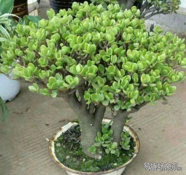 玉树花如何栽培?