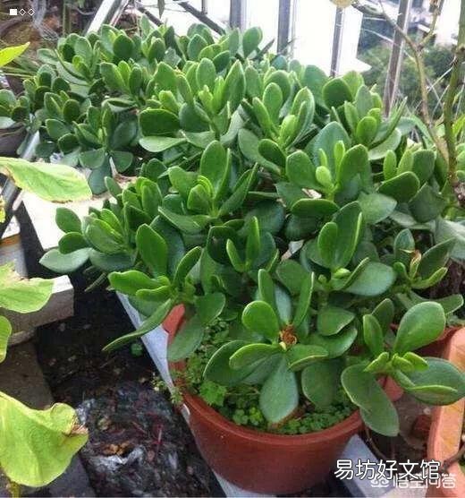 玉树花如何栽培?