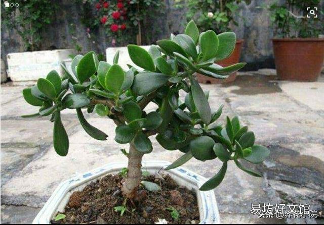 玉树花如何栽培?