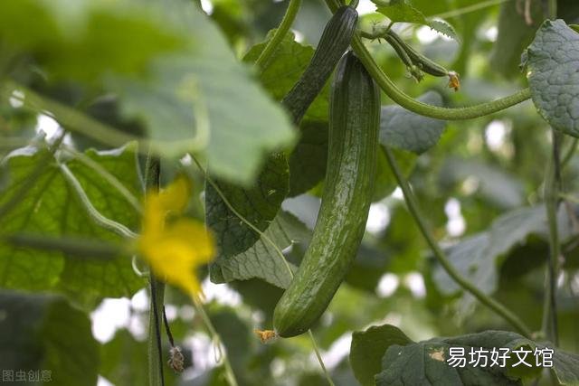 黄瓜结瓜后追加什么肥料?
