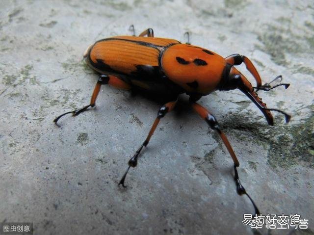 农村里常见的"狗尾巴"草,有什么用处?