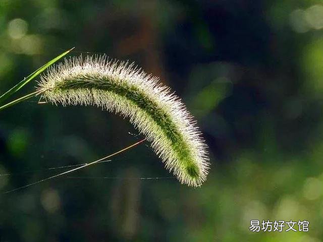 农村里常见的"狗尾巴"草,有什么用处?