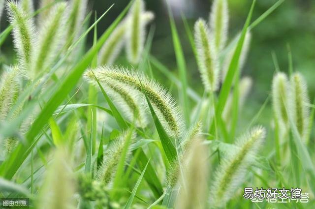 农村里常见的"狗尾巴"草,有什么用处?