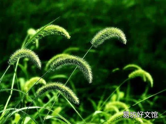 农村里常见的"狗尾巴"草,有什么用处?