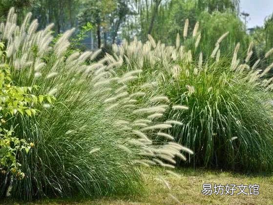 农村里常见的"狗尾巴"草,有什么用处?