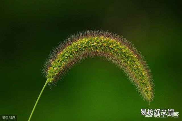 农村里常见的"狗尾巴"草,有什么用处?