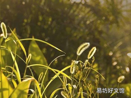 农村里常见的"狗尾巴"草,有什么用处?