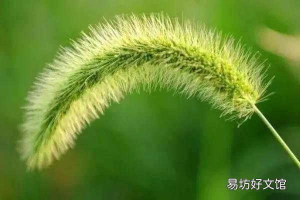 农村里常见的"狗尾巴"草,有什么用处?