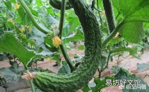 黄瓜畸形的原因有哪些,如何化解?