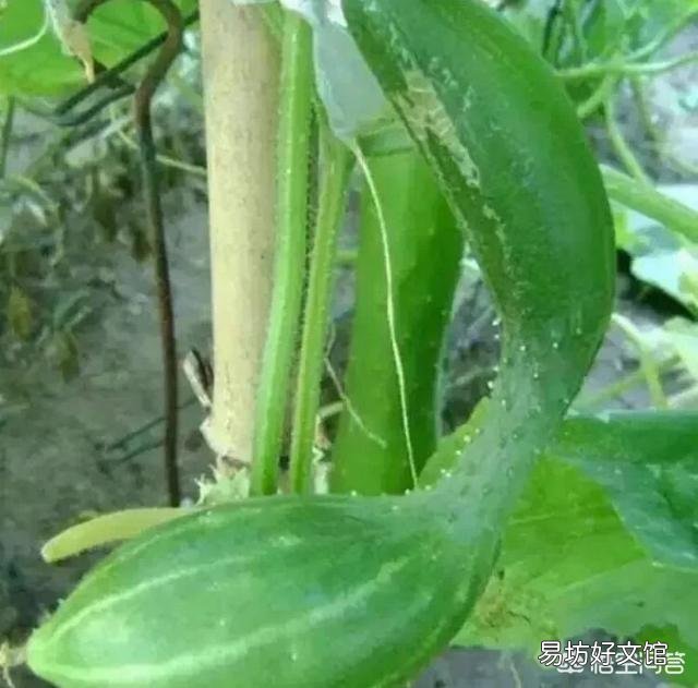 黄瓜畸形的原因有哪些,如何化解?