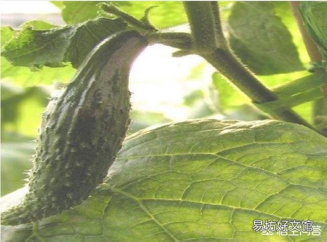 黄瓜畸形的原因有哪些,如何化解?