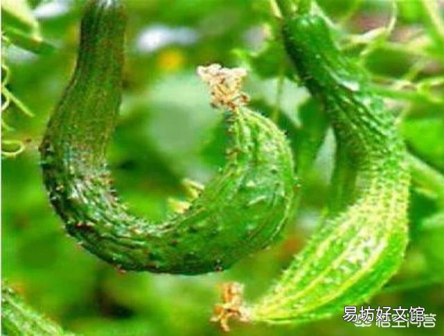 黄瓜畸形的原因有哪些,如何化解?