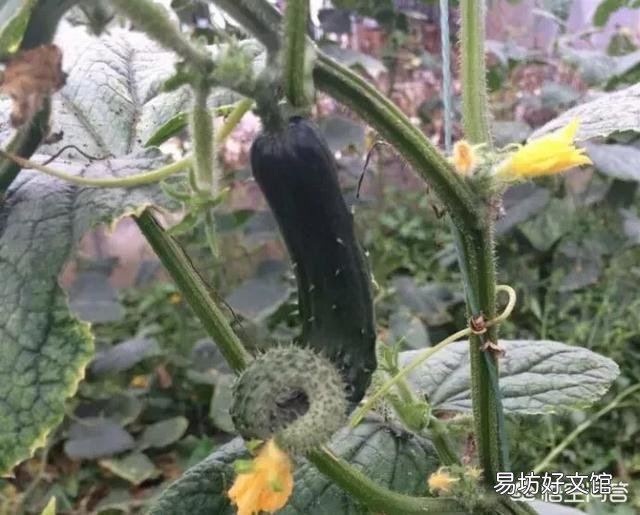 黄瓜畸形的原因有哪些,如何化解?