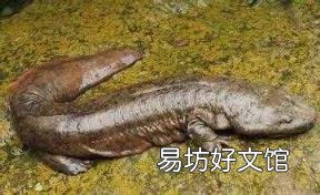 常见的两栖动物有哪些 什么是两栖动物