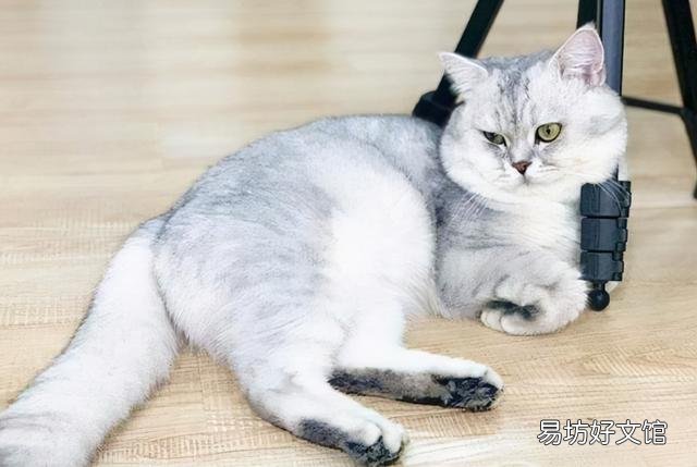 银渐层猫图片(银渐层猫图片可爱)