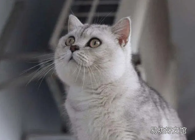 银渐层猫图片(银渐层猫图片可爱)
