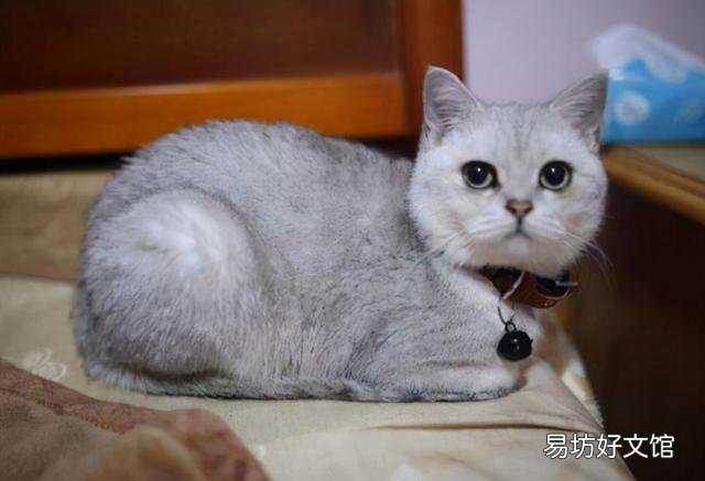 银渐层猫图片(银渐层猫图片可爱)
