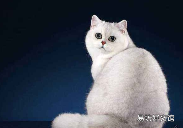 银渐层猫图片(银渐层猫图片可爱)