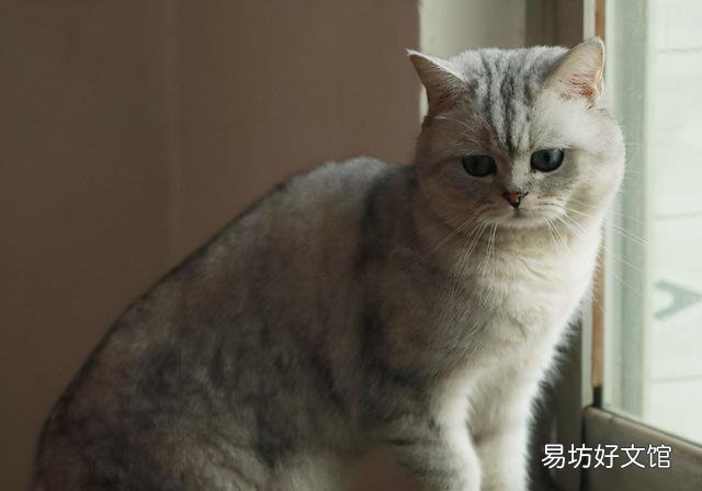 银渐层猫图片(银渐层猫图片可爱)