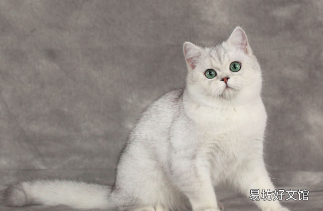银渐层猫图片(银渐层猫图片可爱)