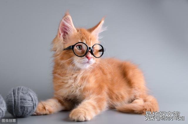 公猫绝育后伤口健康图片(公猫绝育后伤口健康图解)