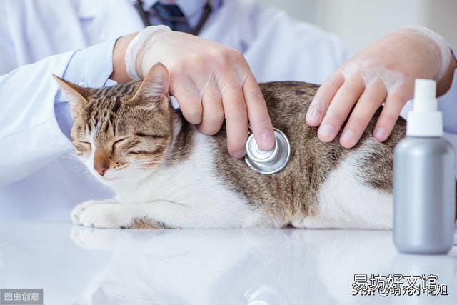 公猫绝育后伤口健康图片(公猫绝育后伤口健康图解)