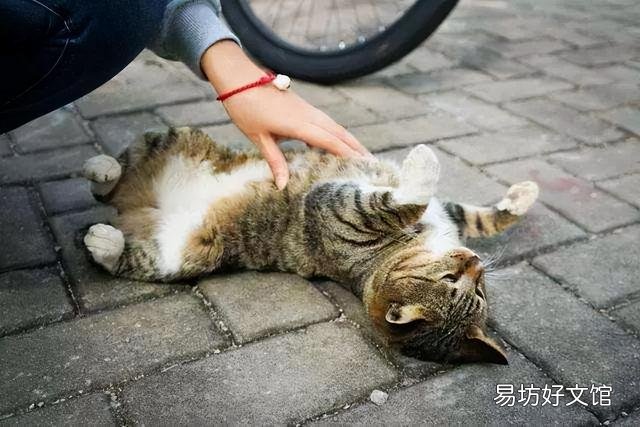 流浪猫围着我转圈蹭腿竖着尾巴(流浪猫围着我转圈蹭腿什么意思)