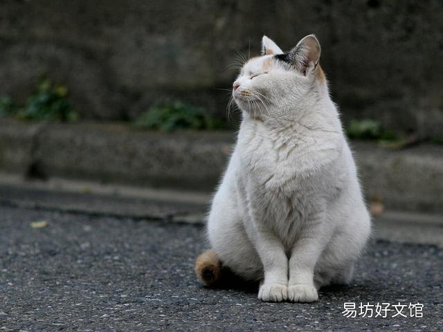 流浪猫围着我转圈蹭腿竖着尾巴(流浪猫围着我转圈蹭腿什么意思)