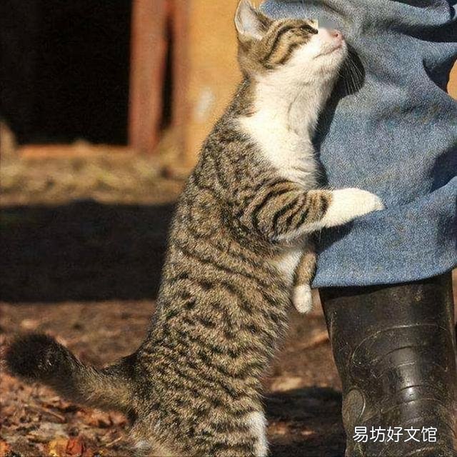 流浪猫围着我转圈蹭腿竖着尾巴(流浪猫围着我转圈蹭腿什么意思)