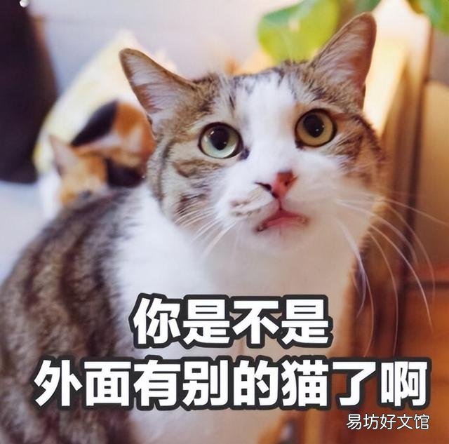 流浪猫围着我转圈蹭腿竖着尾巴(流浪猫围着我转圈蹭腿什么意思)