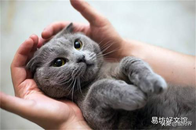 怎么区分猫鼻支和感冒(怎么区分猫鼻支和感冒的区别)