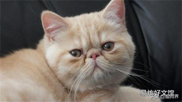 怎么区分猫鼻支和感冒(怎么区分猫鼻支和感冒的区别)