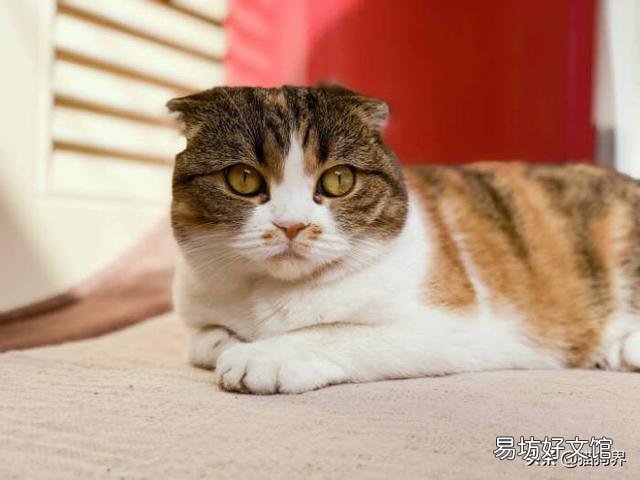 怎么区分猫鼻支和感冒(怎么区分猫鼻支和感冒的区别)