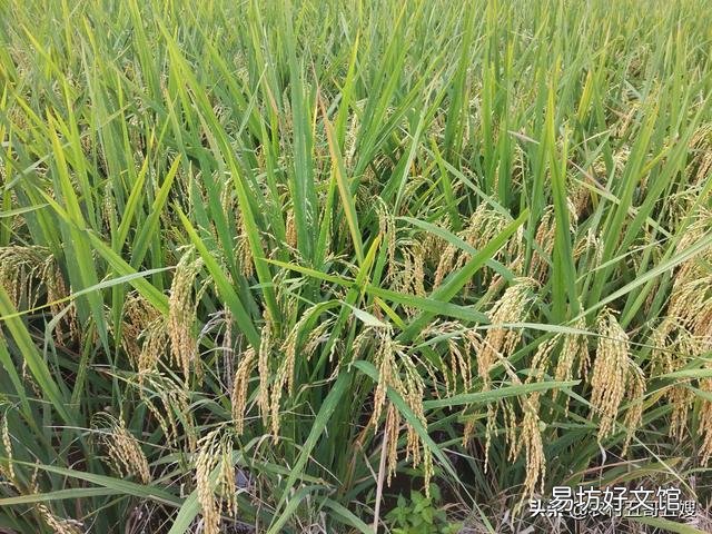 鹌鹑粪和猪粪哪个肥效高?