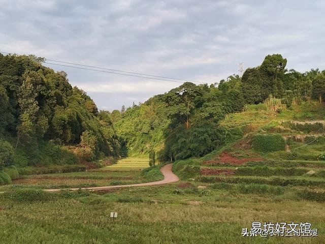 鹌鹑粪和猪粪哪个肥效高?
