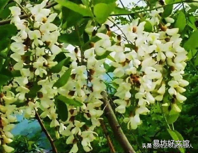 蜜源植物有哪些？