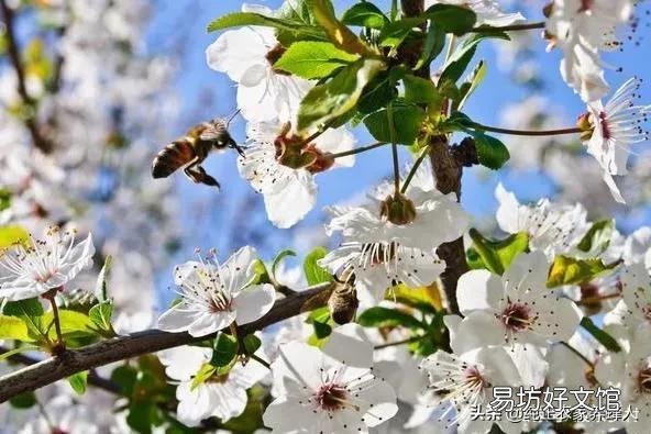 蜜源植物有哪些？