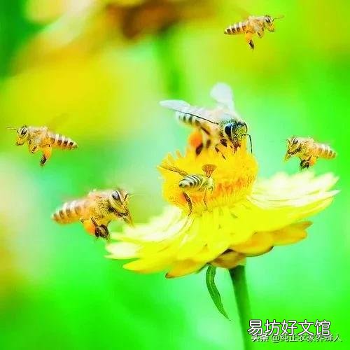 蜜源植物有哪些？