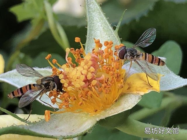 蜜源植物有哪些？