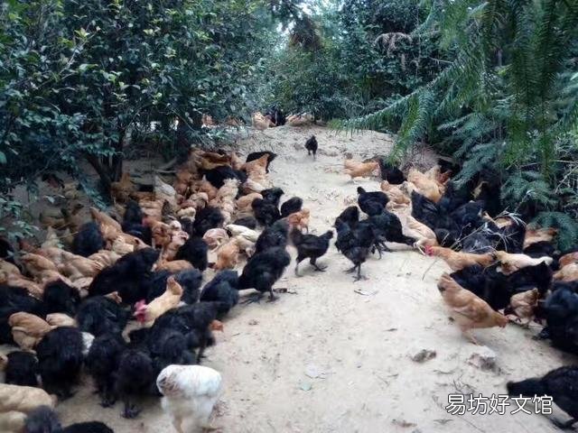 在大山里养鸡,现实吗?