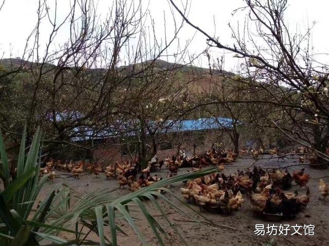 在大山里养鸡,现实吗?