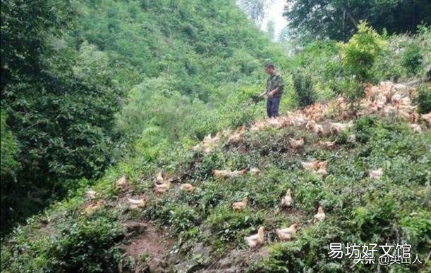 在大山里养鸡,现实吗?