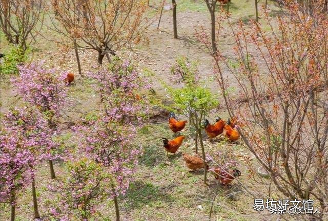 在大山里养鸡,现实吗?